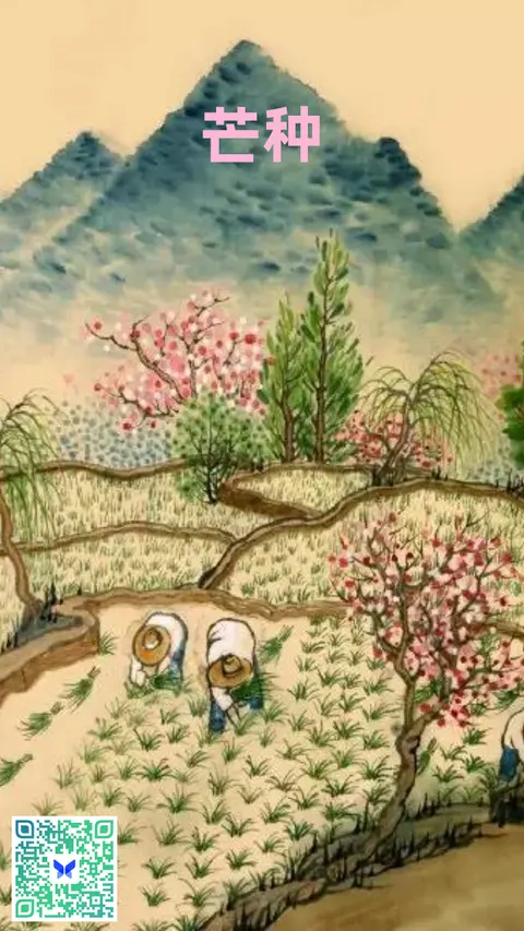 芒种