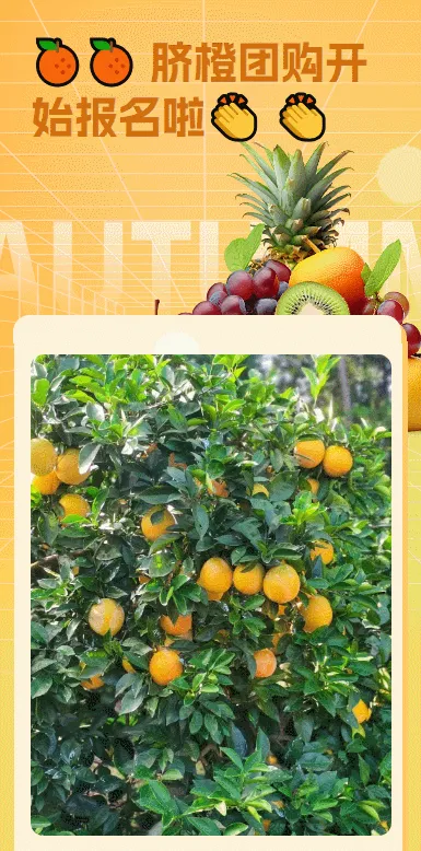 🍊🍊 脐橙团购开始报名啦👏 👏