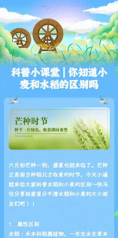 科普小课堂 | 你知道小麦和水稻的区别吗