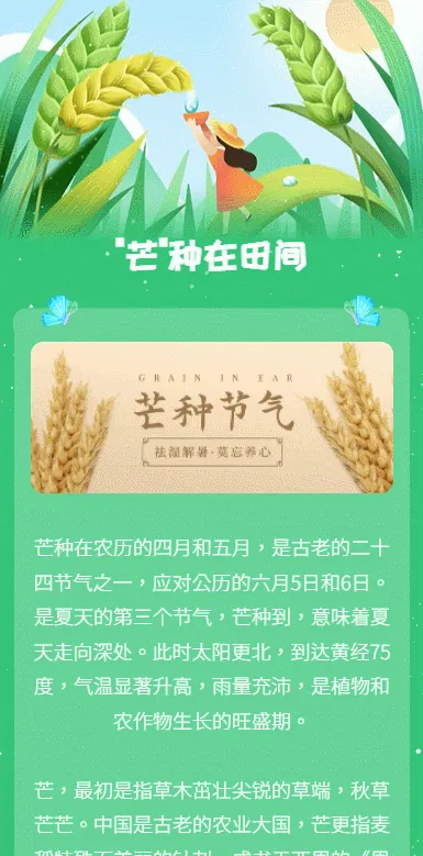 "芒"种在田间
